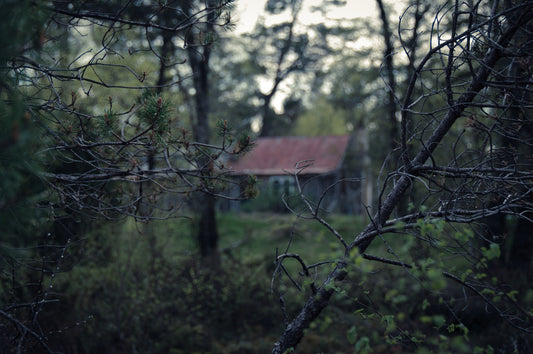A Visit to My Hovel in the Forest