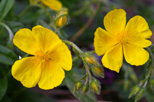 5 Herbs You ABSOLUTELY Need for LOVE: The Ultimate Guide to Love Spells with Enchanting Herbs and Potent Oils