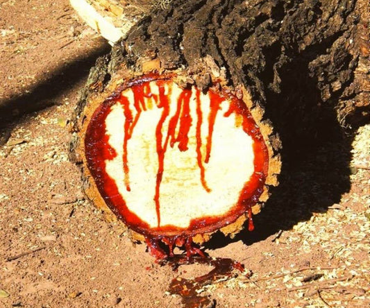 Regarding Dragon's Blood and Its Uses